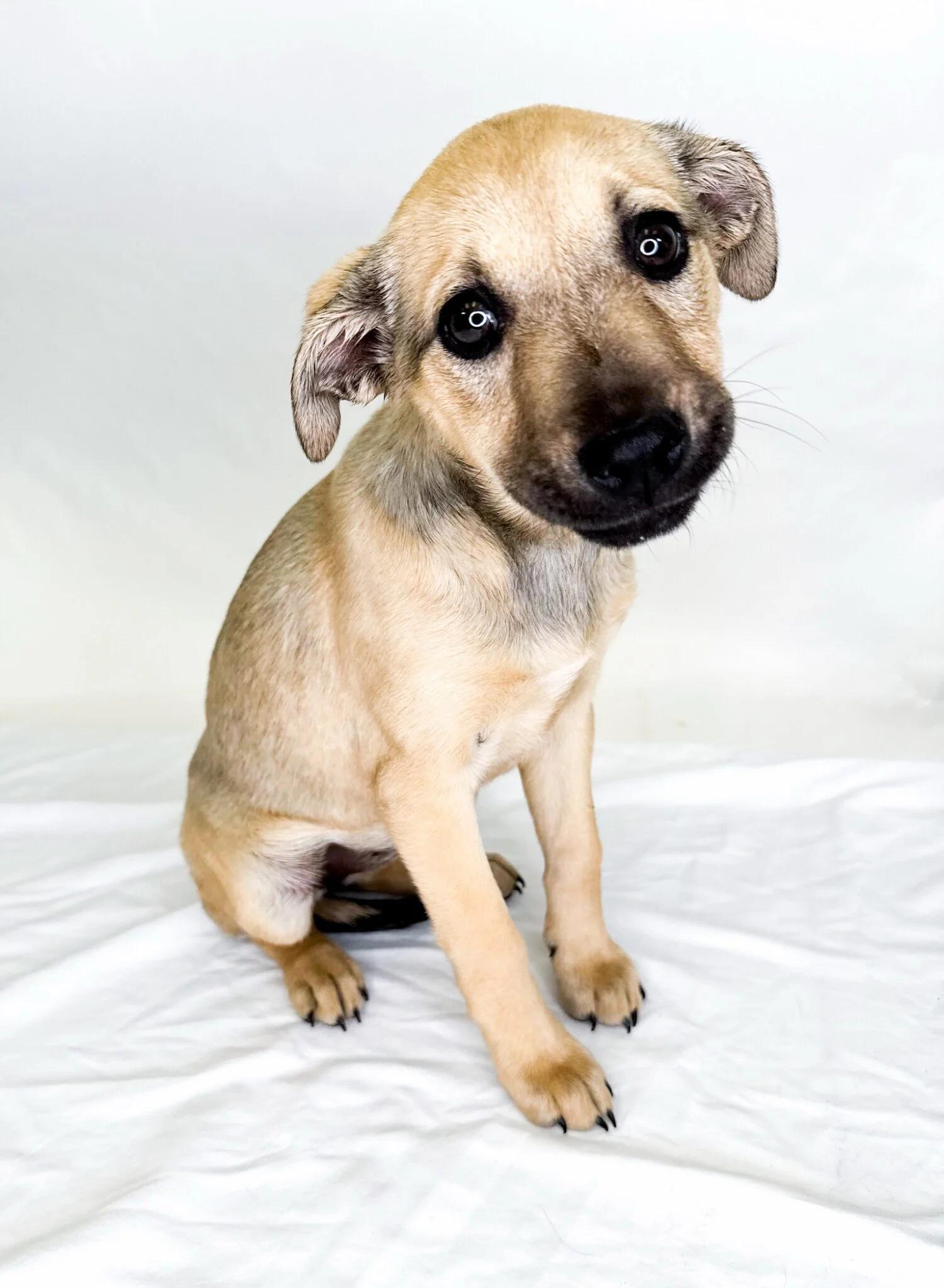 Nori, a ADOPTABLE mixed breed in Bixby, OK image 1/4