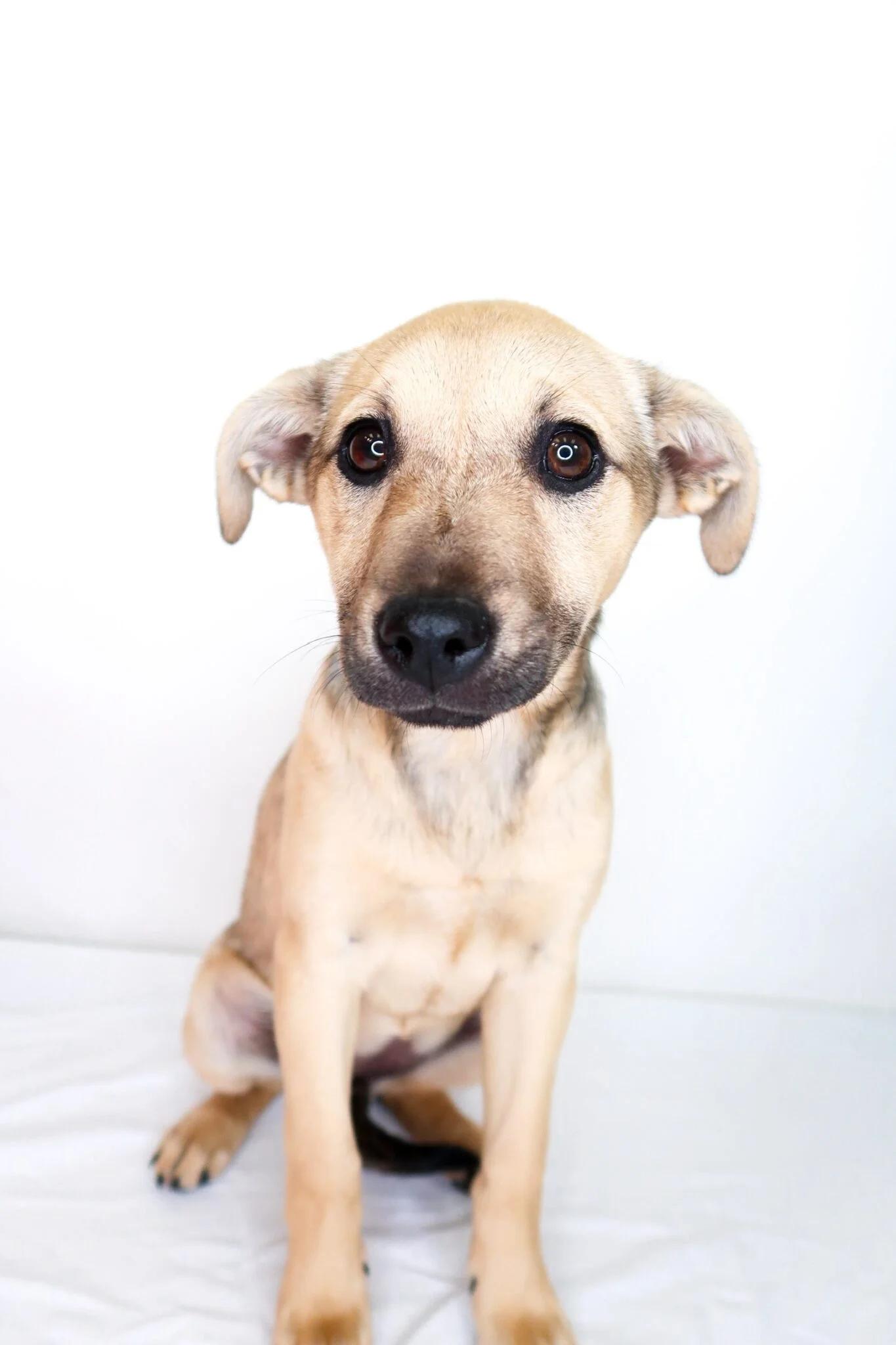 Enlarge Nori, an adopted mixed breed in Bixby, OK image 4/6