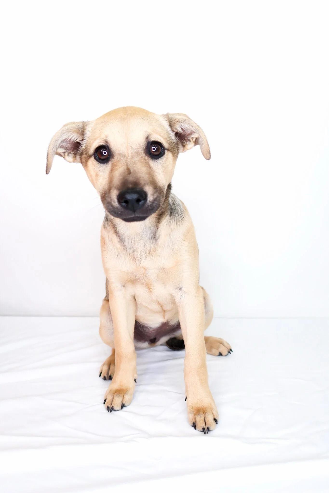 Enlarge Nori, an adopted mixed breed in Bixby, OK image 6/6