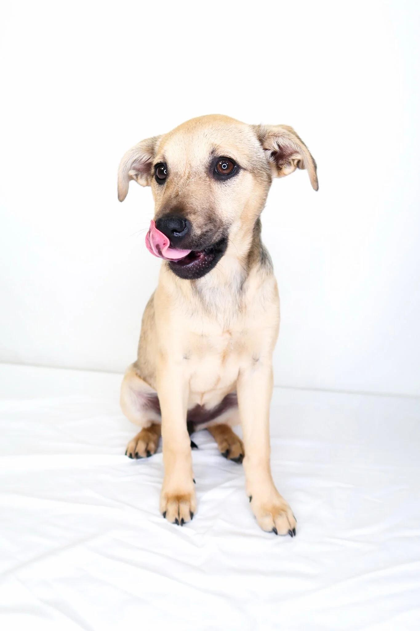 Enlarge Nori, an adopted mixed breed in Bixby, OK image 5/6