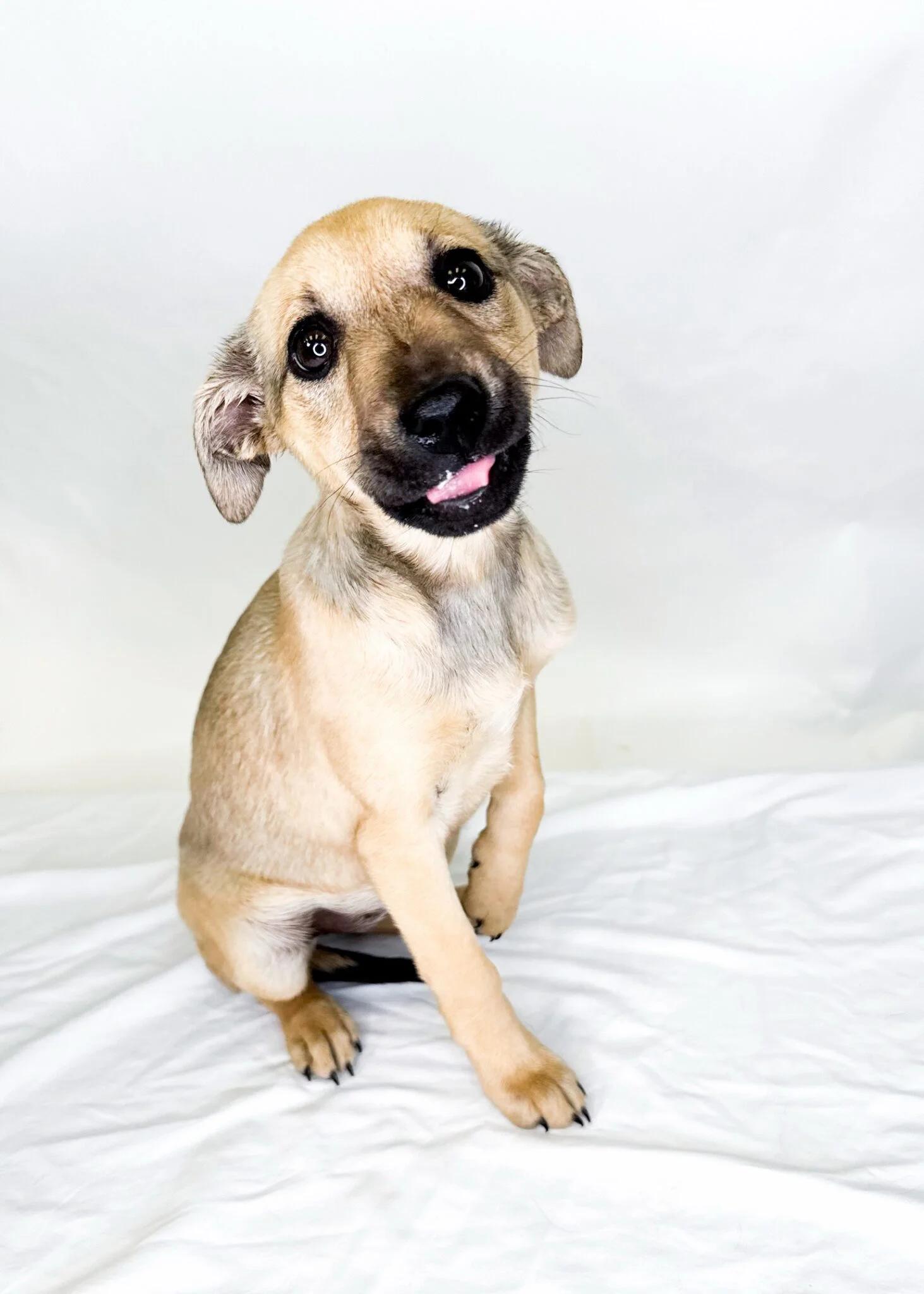 Nori, a ADOPTABLE mixed breed in Bixby, OK image 4/4