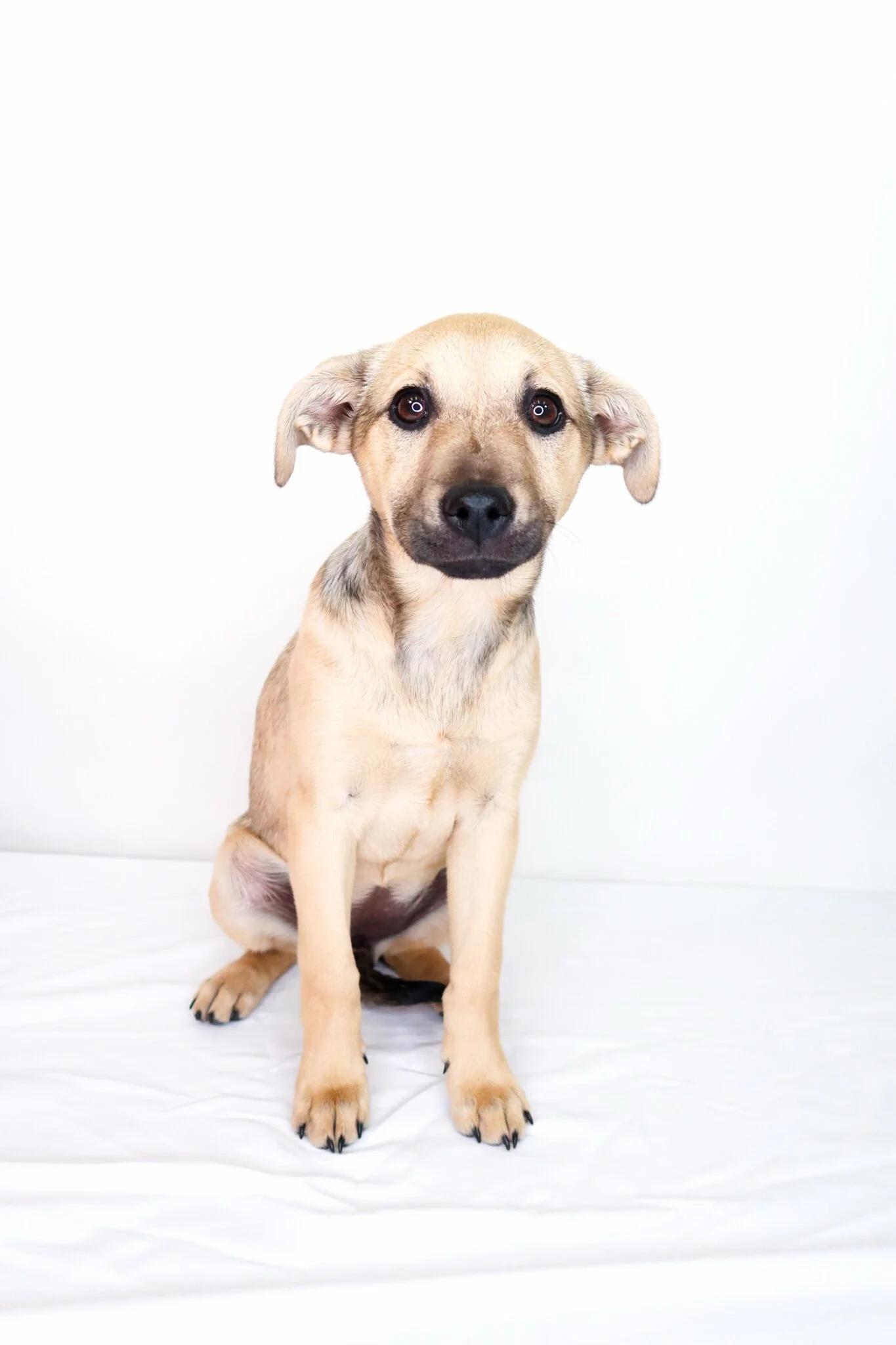 Enlarge Nori, an adopted mixed breed in Bixby, OK image 1/6