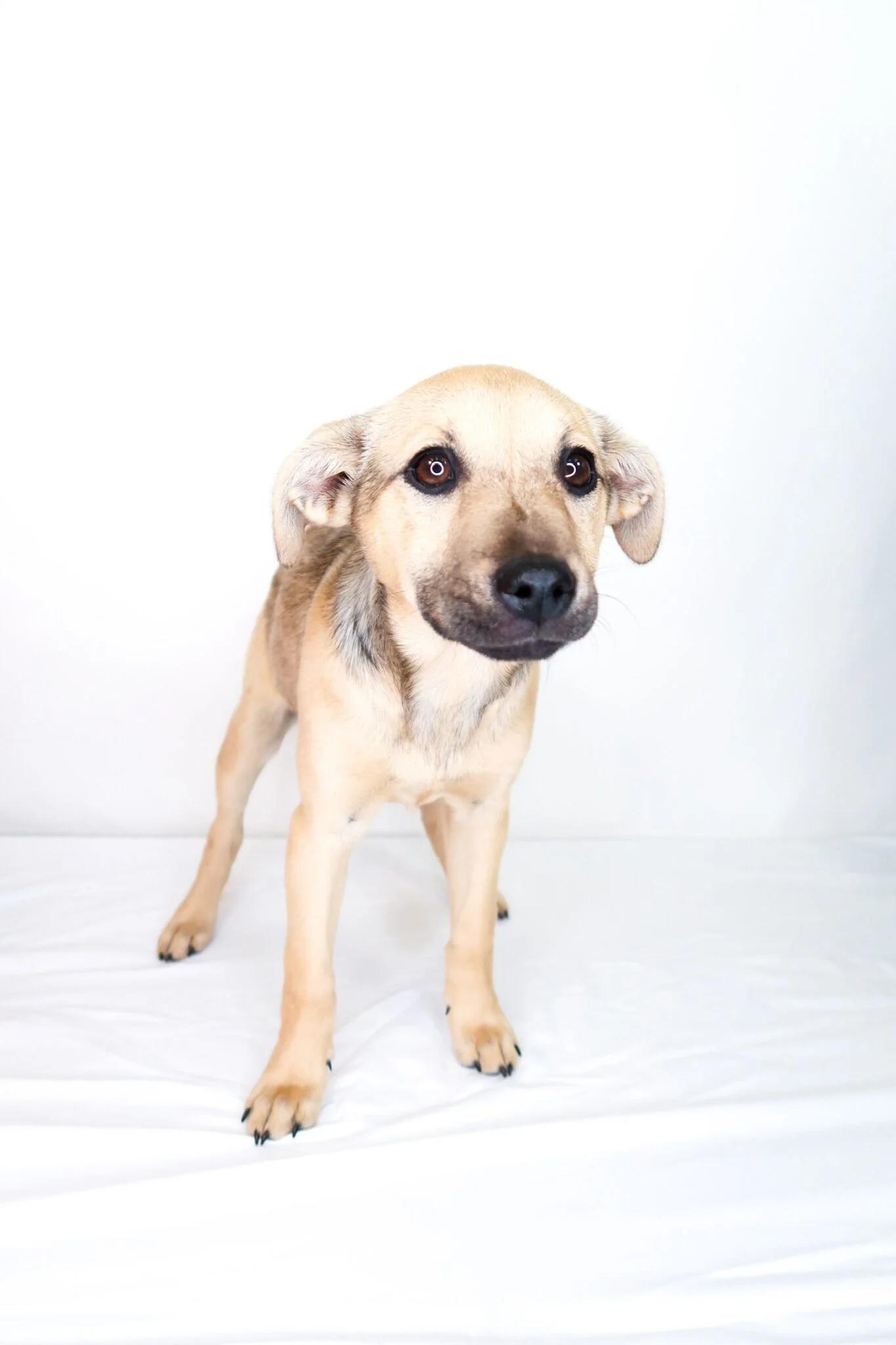 Enlarge Nori, an adopted mixed breed in Bixby, OK image 3/6