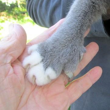 Enlarge Patrick, an adopted mixed breed in Frederick, MD image 5/5