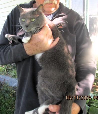 Enlarge Patrick, an adopted mixed breed in Frederick, MD image 2/5