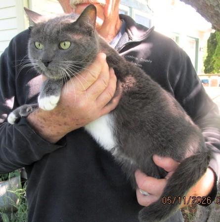 Enlarge Patrick, an adopted mixed breed in Frederick, MD image 3/5