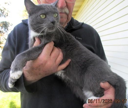 Enlarge Patrick, an adopted mixed breed in Frederick, MD image 4/5