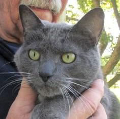 Patrick, adopted, Young Male Russian Blue.