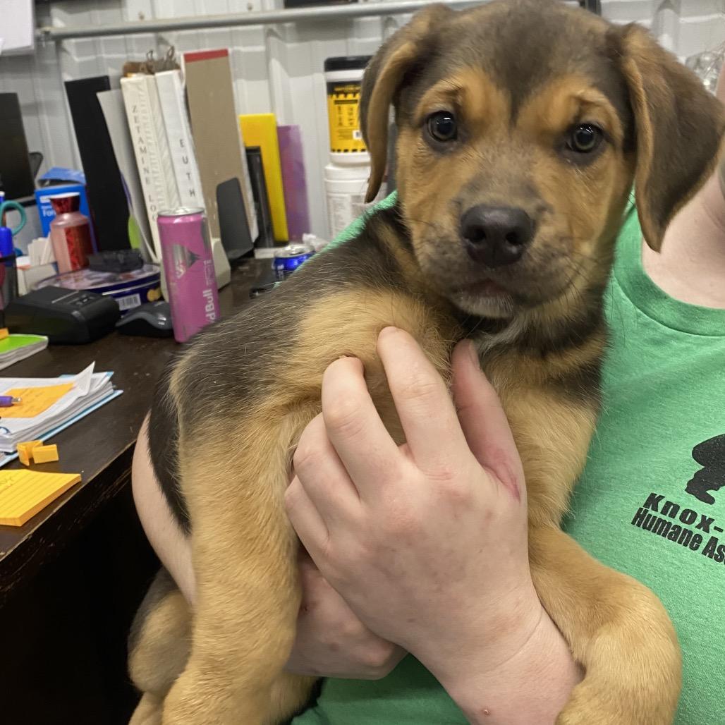 Enlarge Rollie, a Adoptable Mixed Breed in Corbin, KY image 1/3