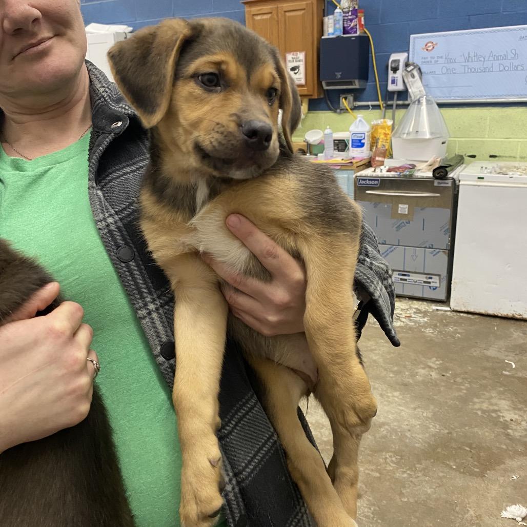 Enlarge Rollie, a Adoptable Mixed Breed in Corbin, KY image 2/3