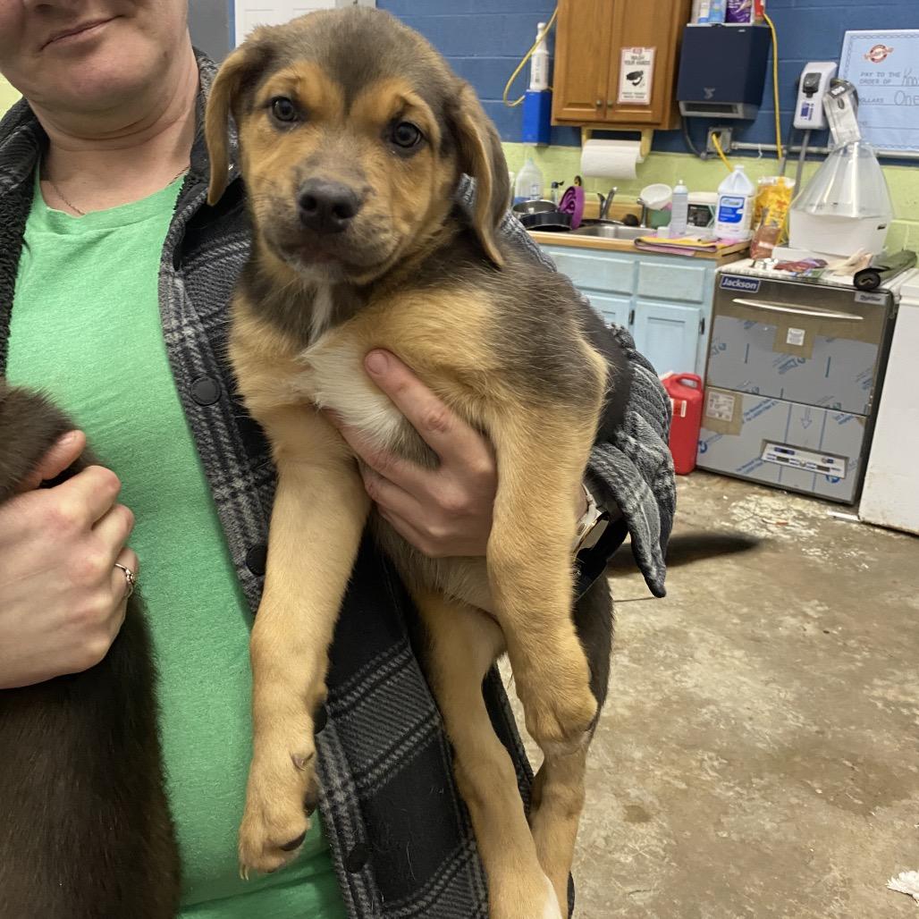 Enlarge Rollie, a Adoptable Mixed Breed in Corbin, KY image 3/3