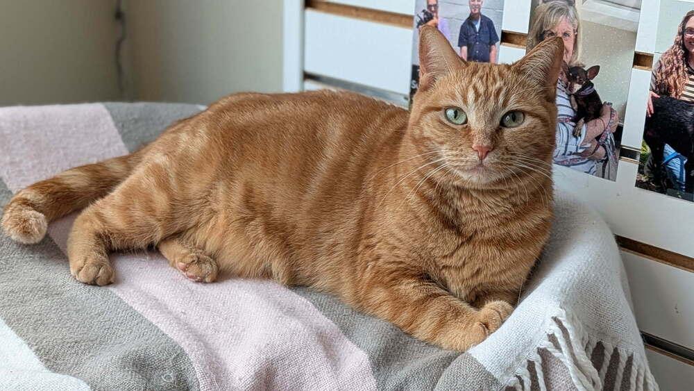 Enlarge Eevee, a Adoptable Domestic Short Hair in New Baltimore, MI image 1/1