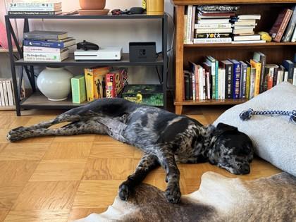 Whimsy, Adoptable, Adult Female Mixed Breed & Mixed Breed.