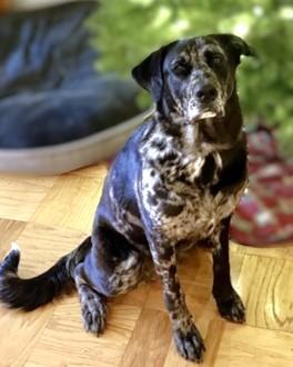 Whimsy, Adoptable, Adult Female Mixed Breed & Mixed Breed.