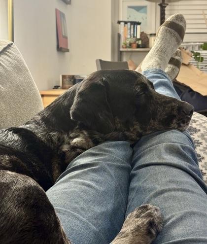 Whimsy, a Adoptable Mixed Breed in Washington, DC image 2/4