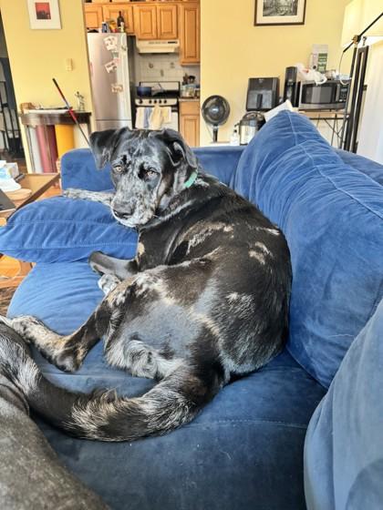 Whimsy, a Adoptable Mixed Breed in Washington, DC image 3/4