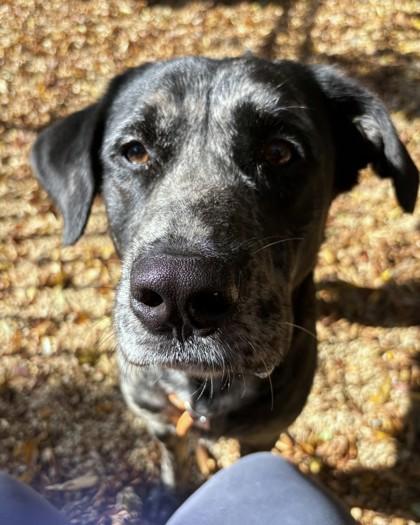 Enlarge Whimsy, a Adoptable Mixed Breed in Washington, DC image 3/3