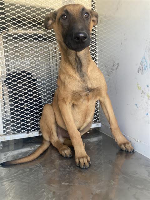 Leo -- URGENT!!, Adoptable, Young Male Belgian Shepherd / Malinois.