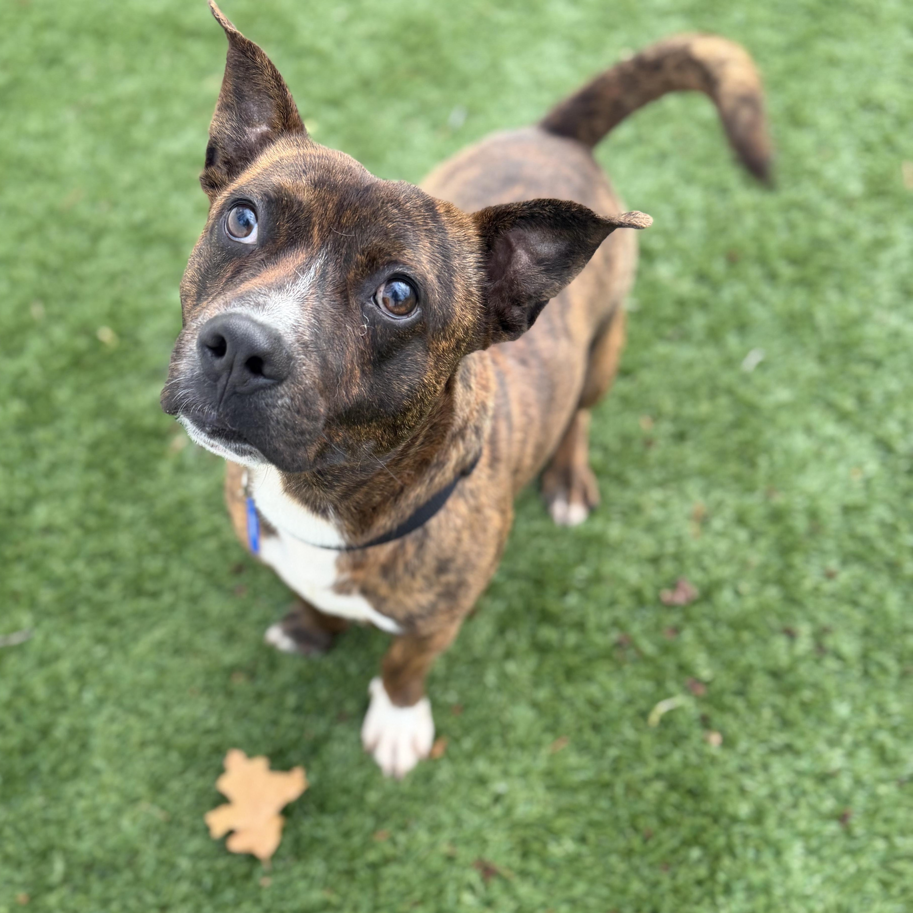 STACK, adoptable, Adult Male Mixed Breed.