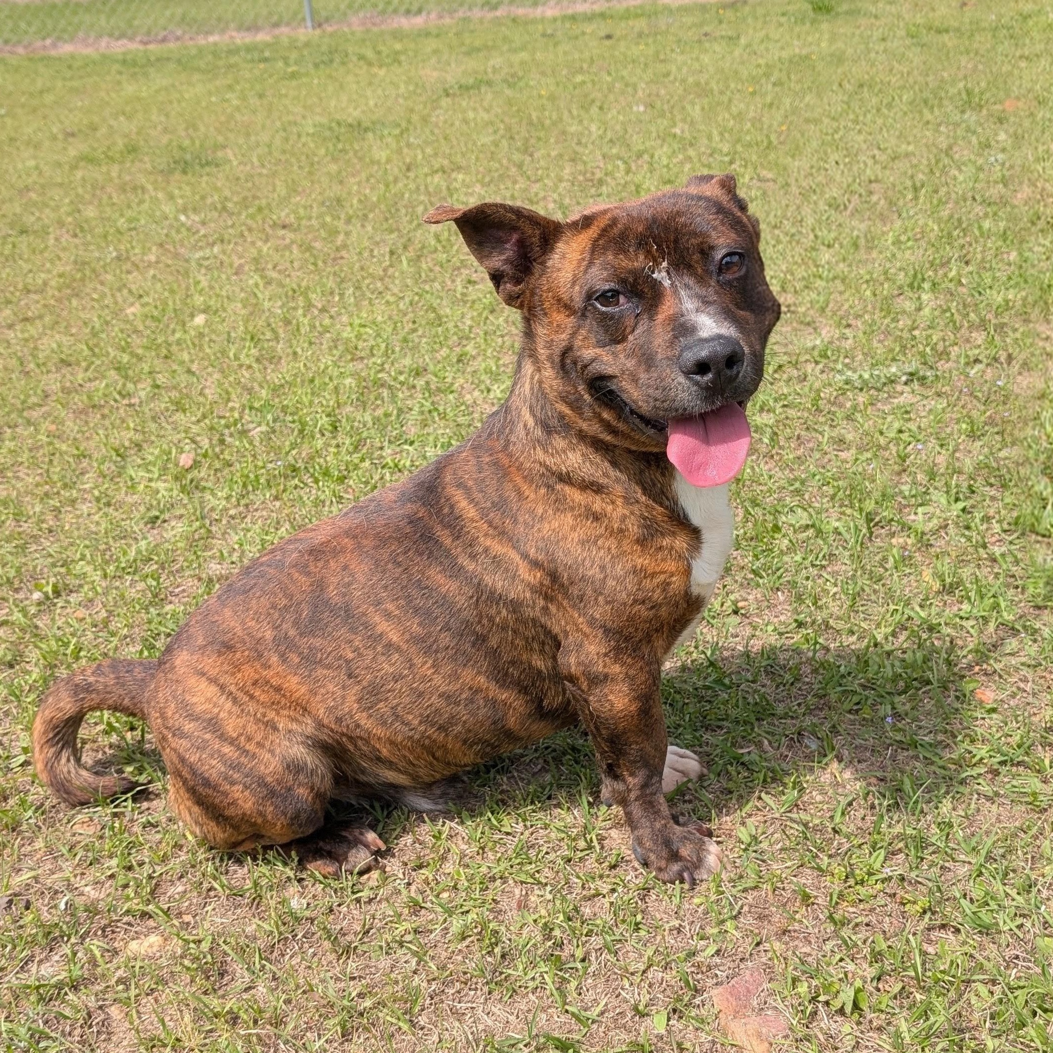 STACK, an adoptable mixed breed in Cranston, RI image 2/3