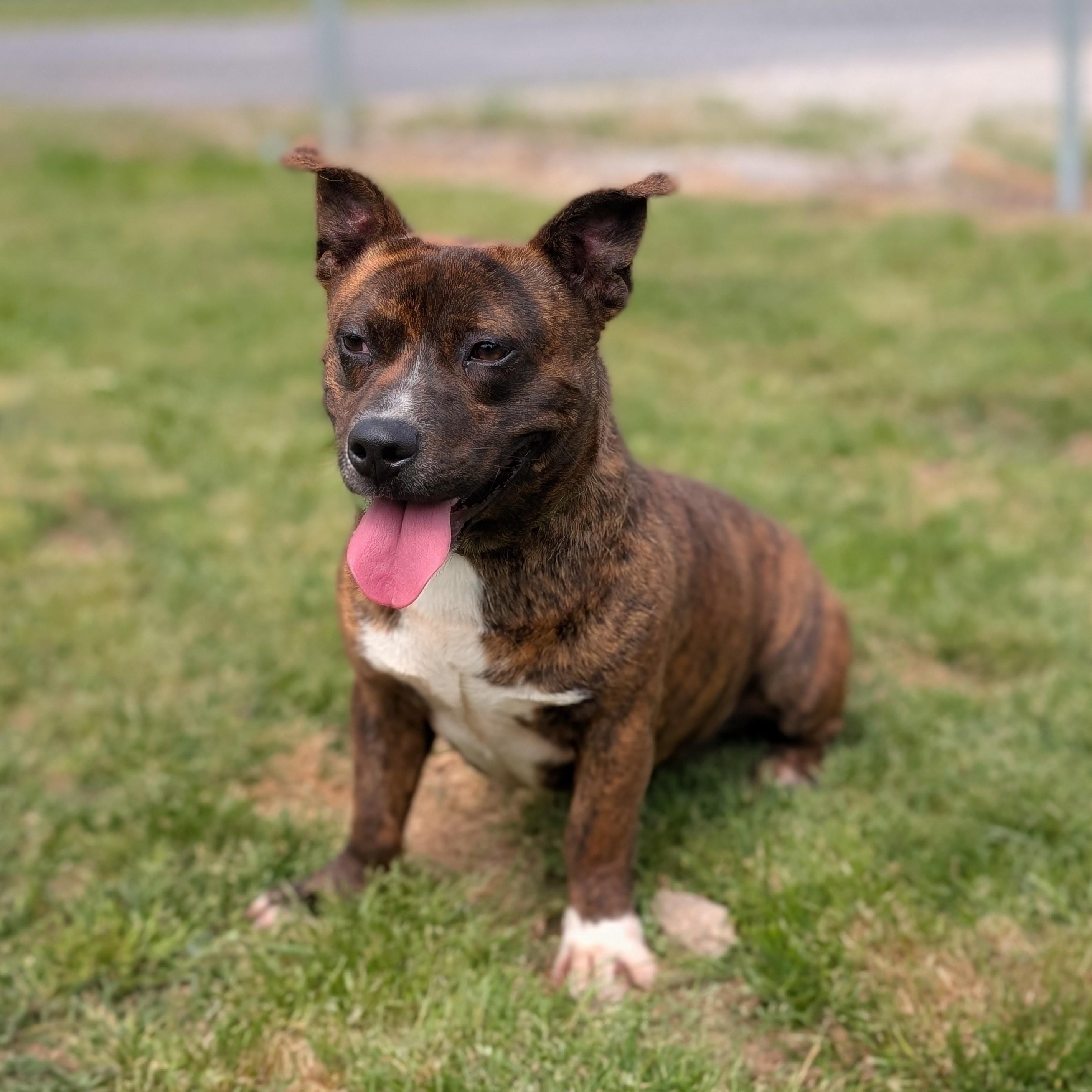 STACK, an adoptable mixed breed in Cranston, RI image 3/3