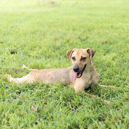 Clyde, a Adoptable mixed breed in Tyler, TX image 2/5