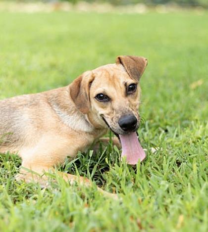 Enlarge Clyde, a Adoptable mixed breed in Tyler, TX image 1/3