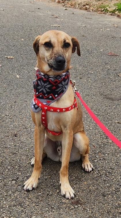 Clyde, a Adoptable mixed breed in Tyler, TX image 5/5