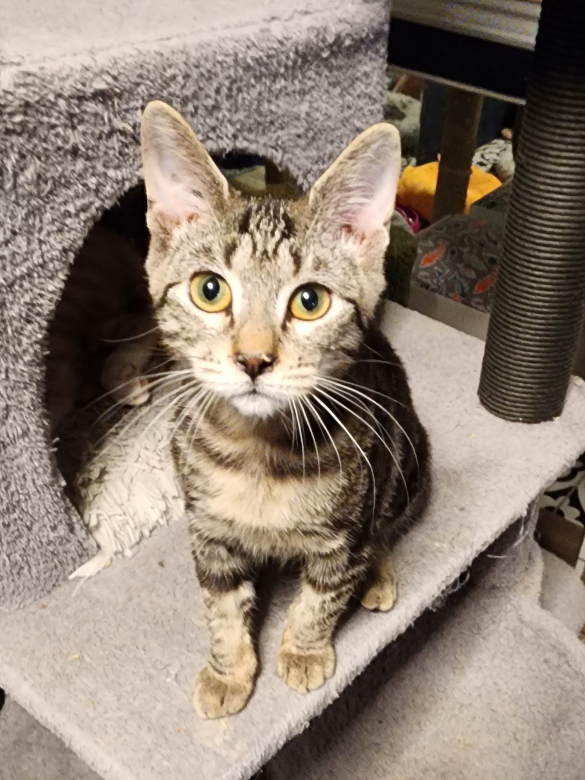 GriffenRawr, adopted, Kitten Female Tabby.