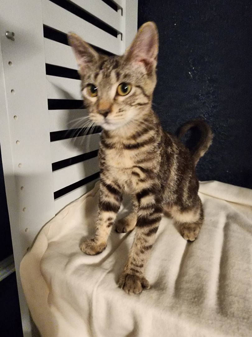 Enlarge GriffenRawr, an adopted mixed breed in Lacey, WA image 3/4