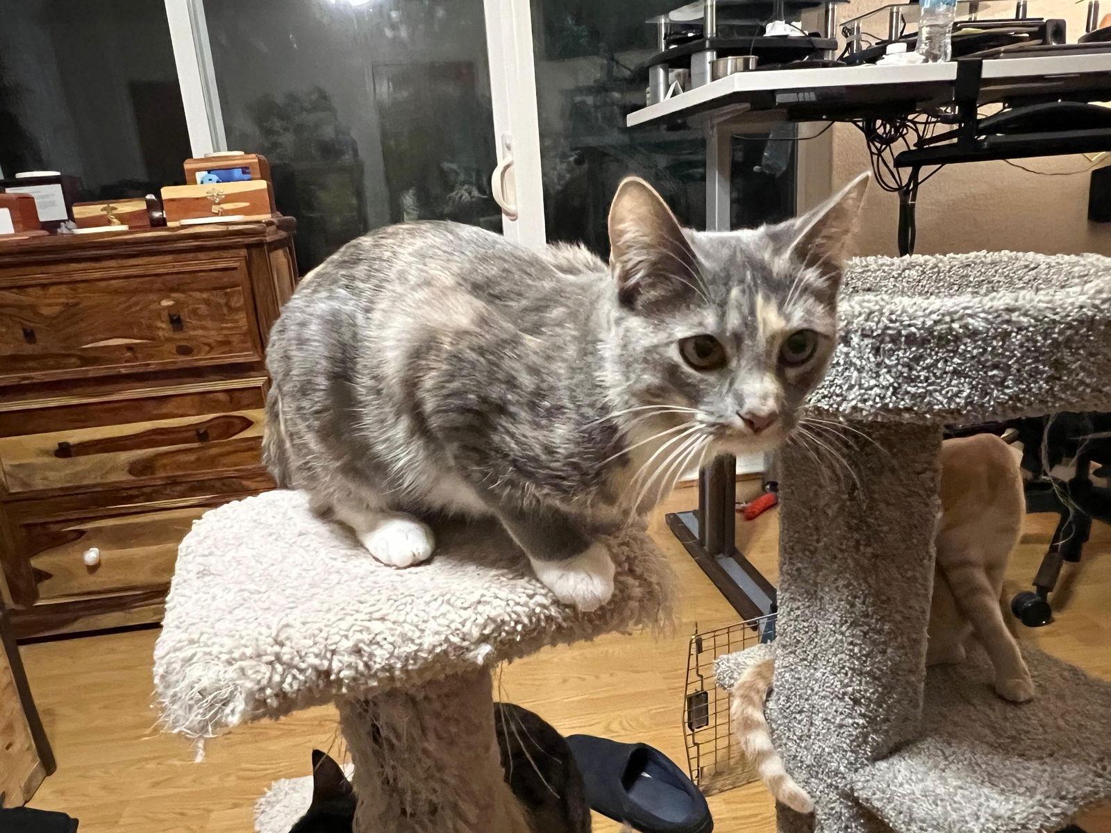 Tortellini, Adoptable, Adult Female Domestic Short Hair.