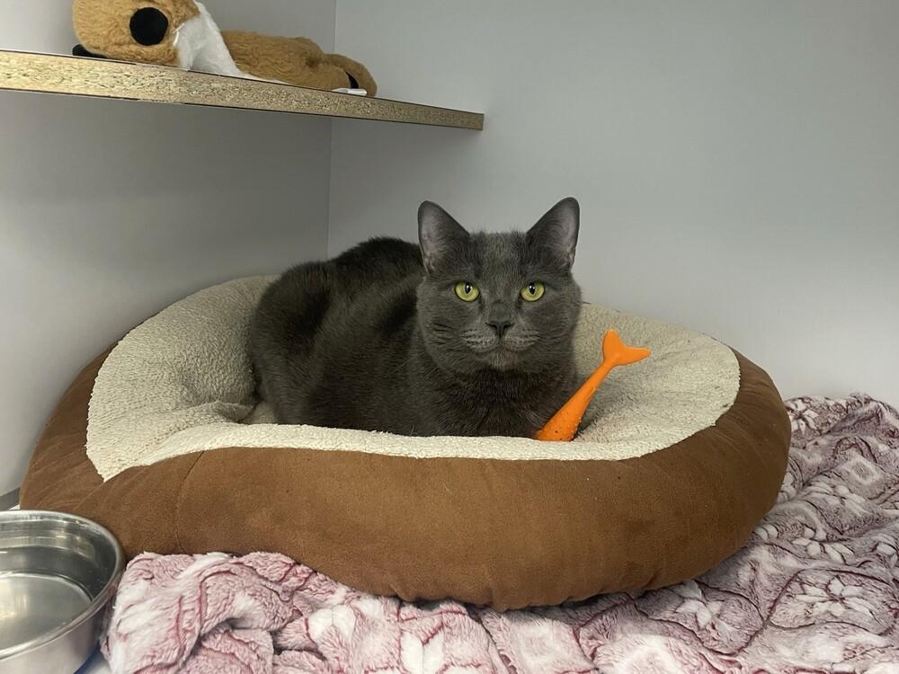 Enlarge Lavender, a Adoptable Domestic Short Hair in Trenton, ME image 3/3