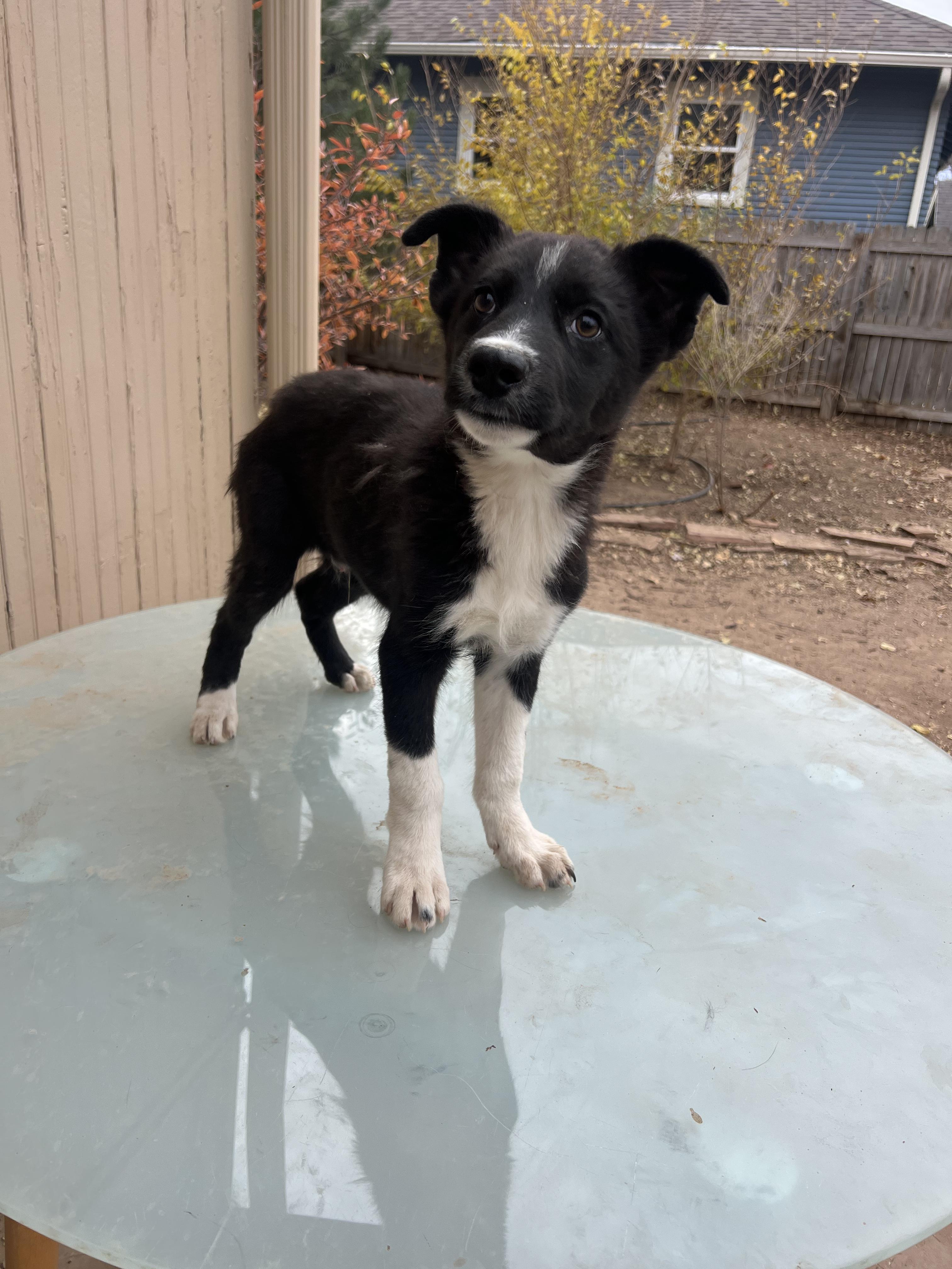 Stitch, a Adoptable mixed breed in Denver, CO image 3/6