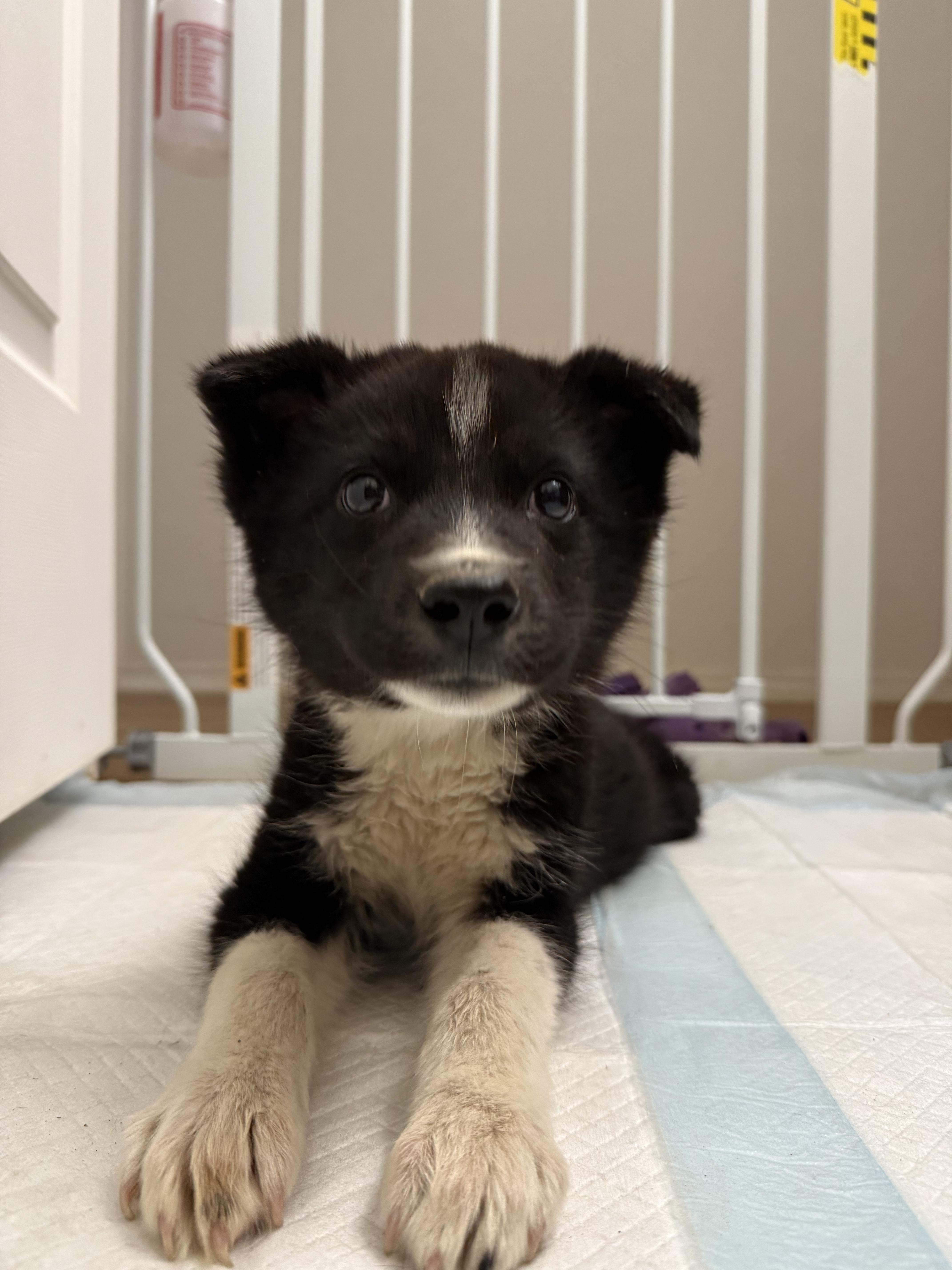 Stitch, a Adoptable mixed breed in Denver, CO image 5/6