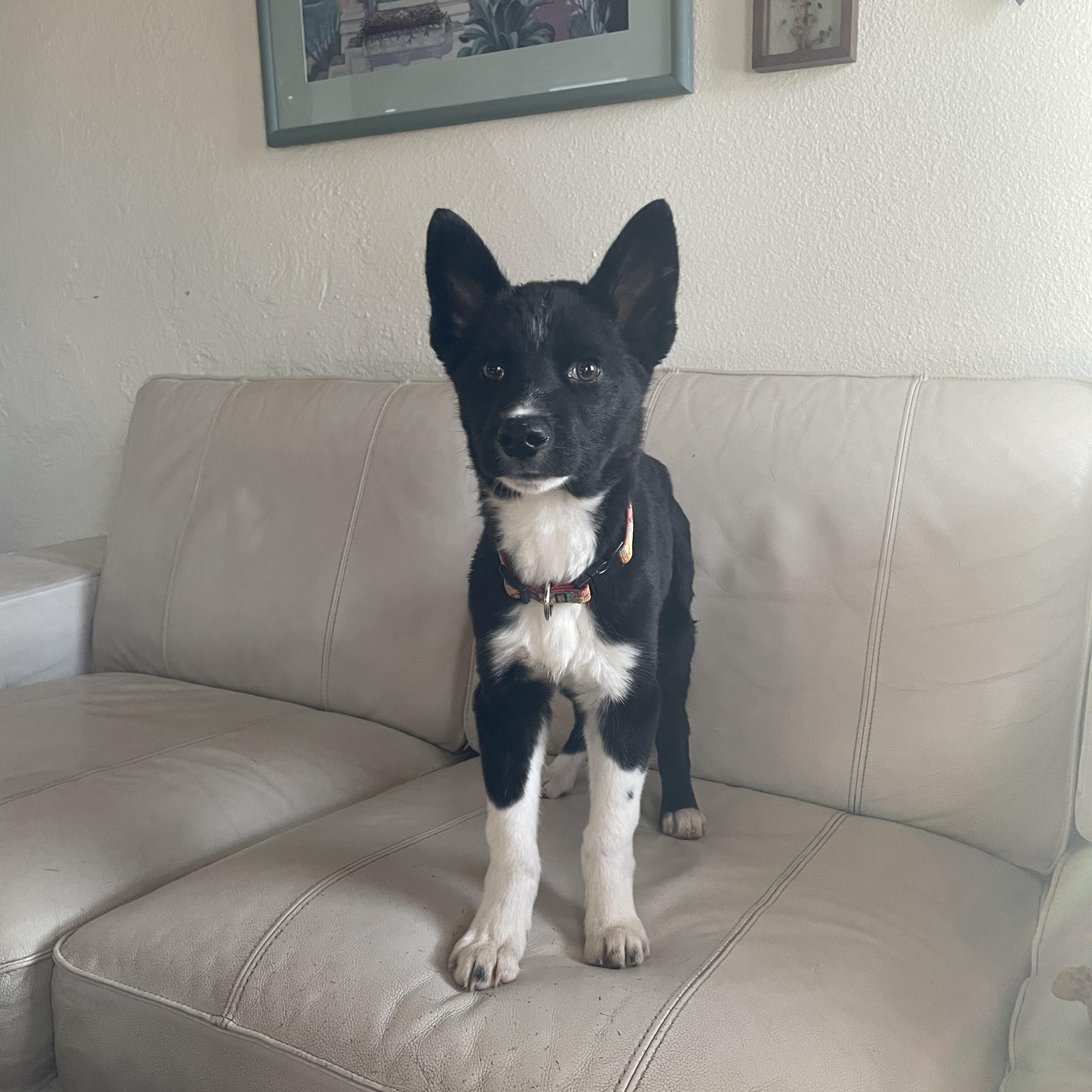 Stitch, a Adoptable mixed breed in Denver, CO image 2/6