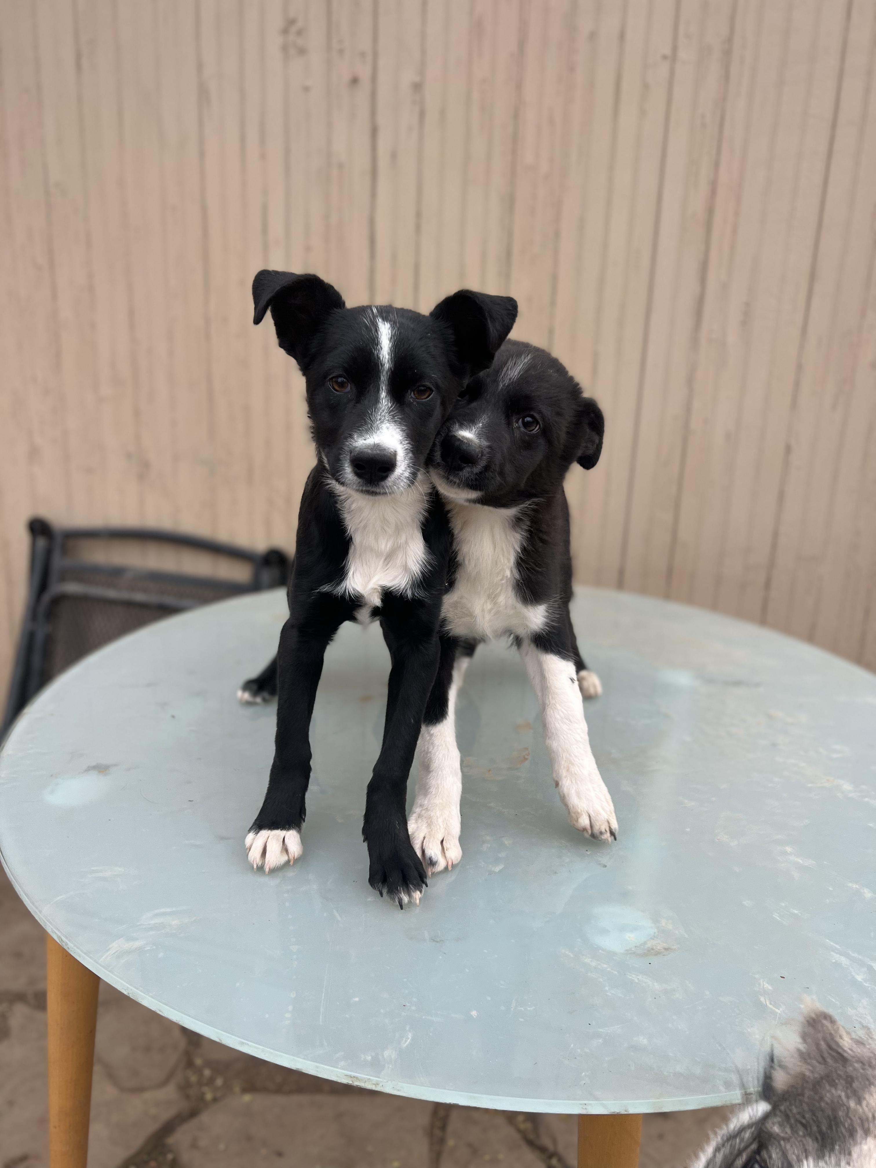 Stitch, a Adoptable mixed breed in Denver, CO image 4/6