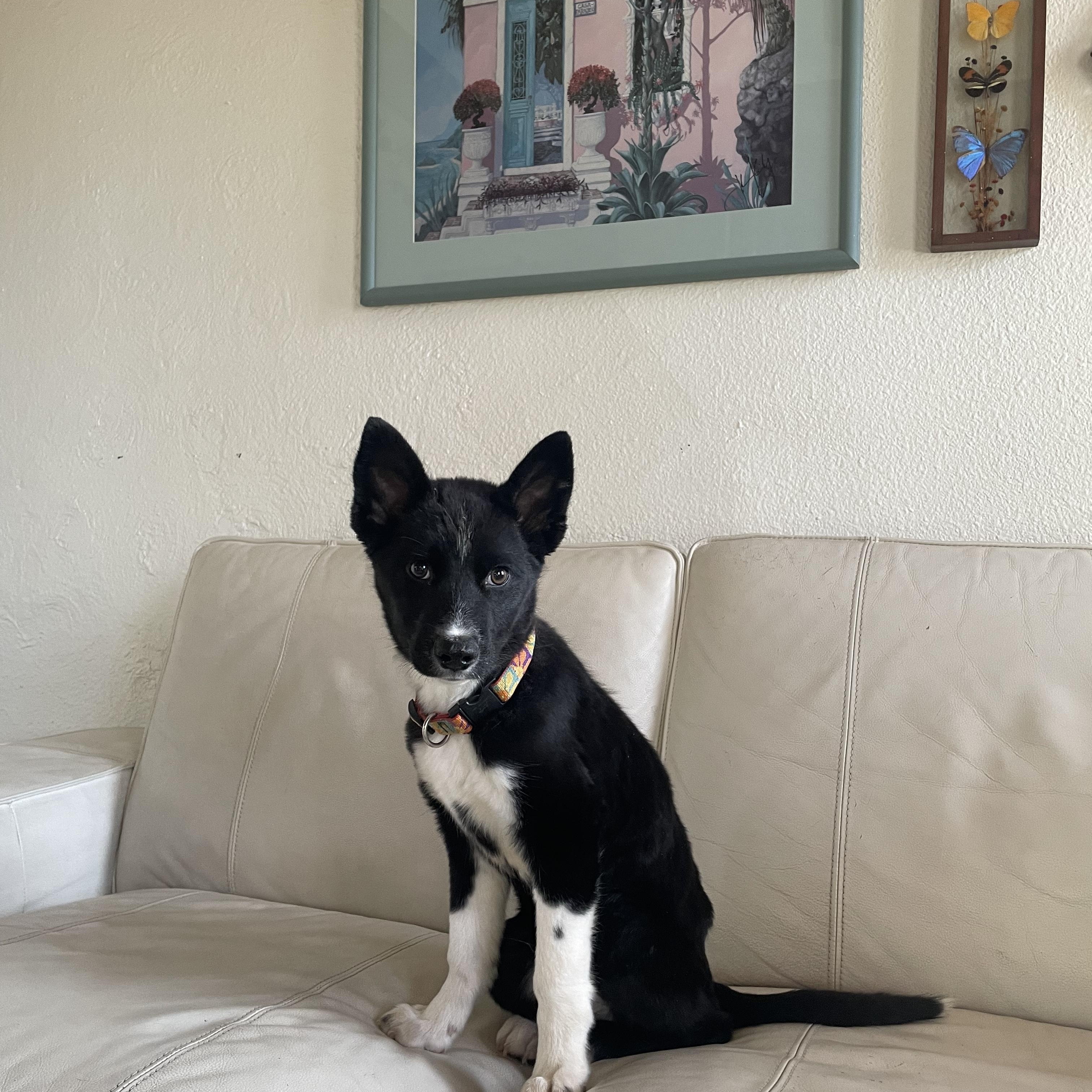 Stitch, a Adoptable mixed breed in Denver, CO image 1/6