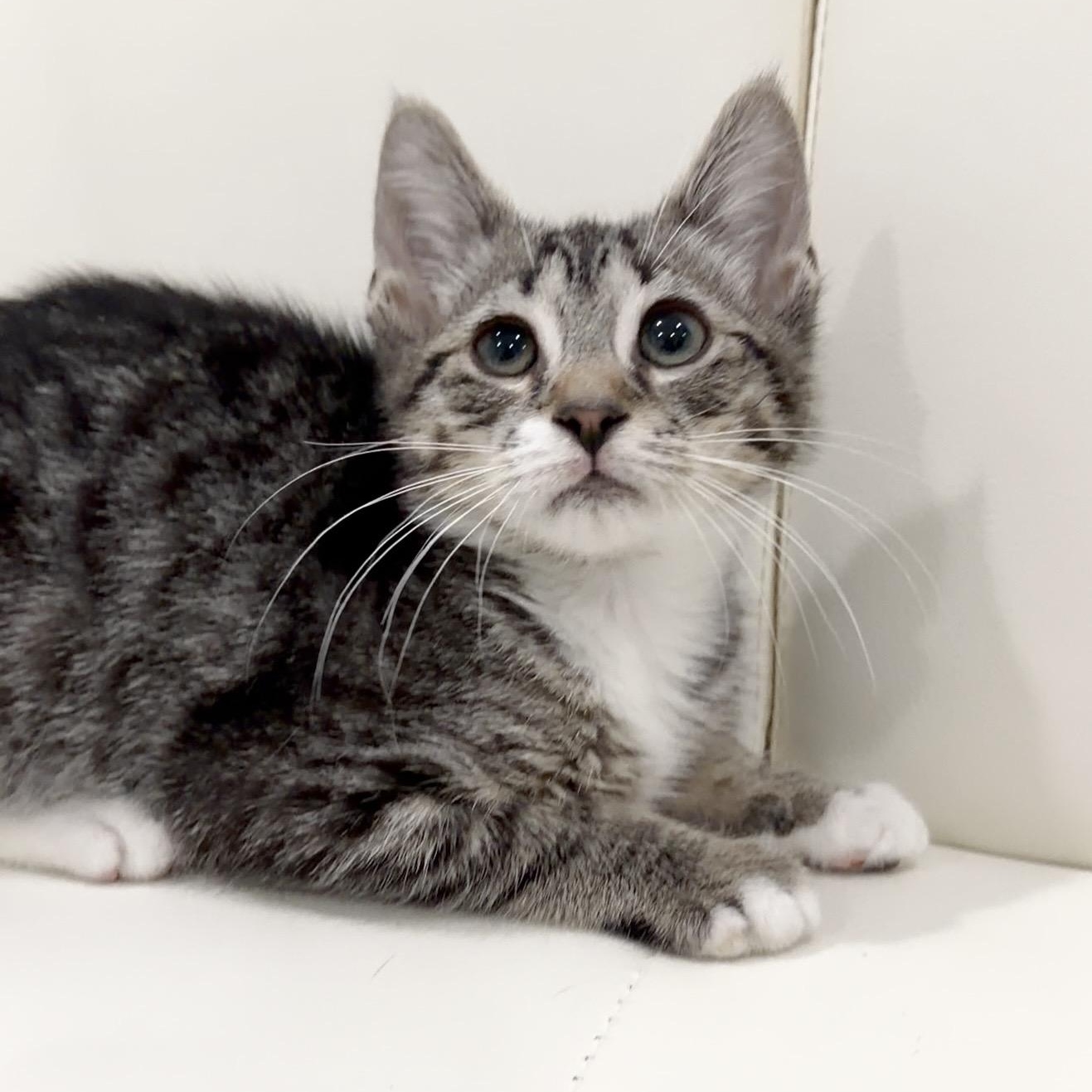 Enlarge Saprano, an adopted Domestic Short Hair in Springfield, MA image 3/5