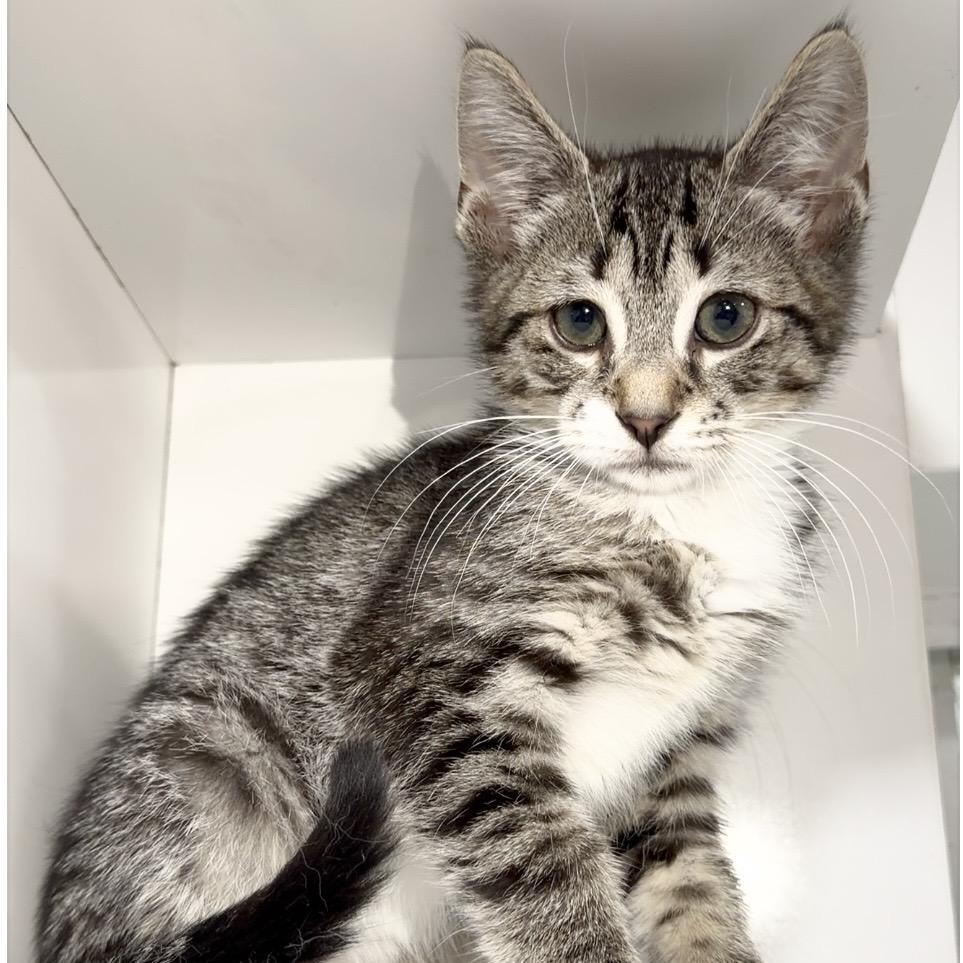 Enlarge Saprano, an adopted Domestic Short Hair in Springfield, MA image 4/5