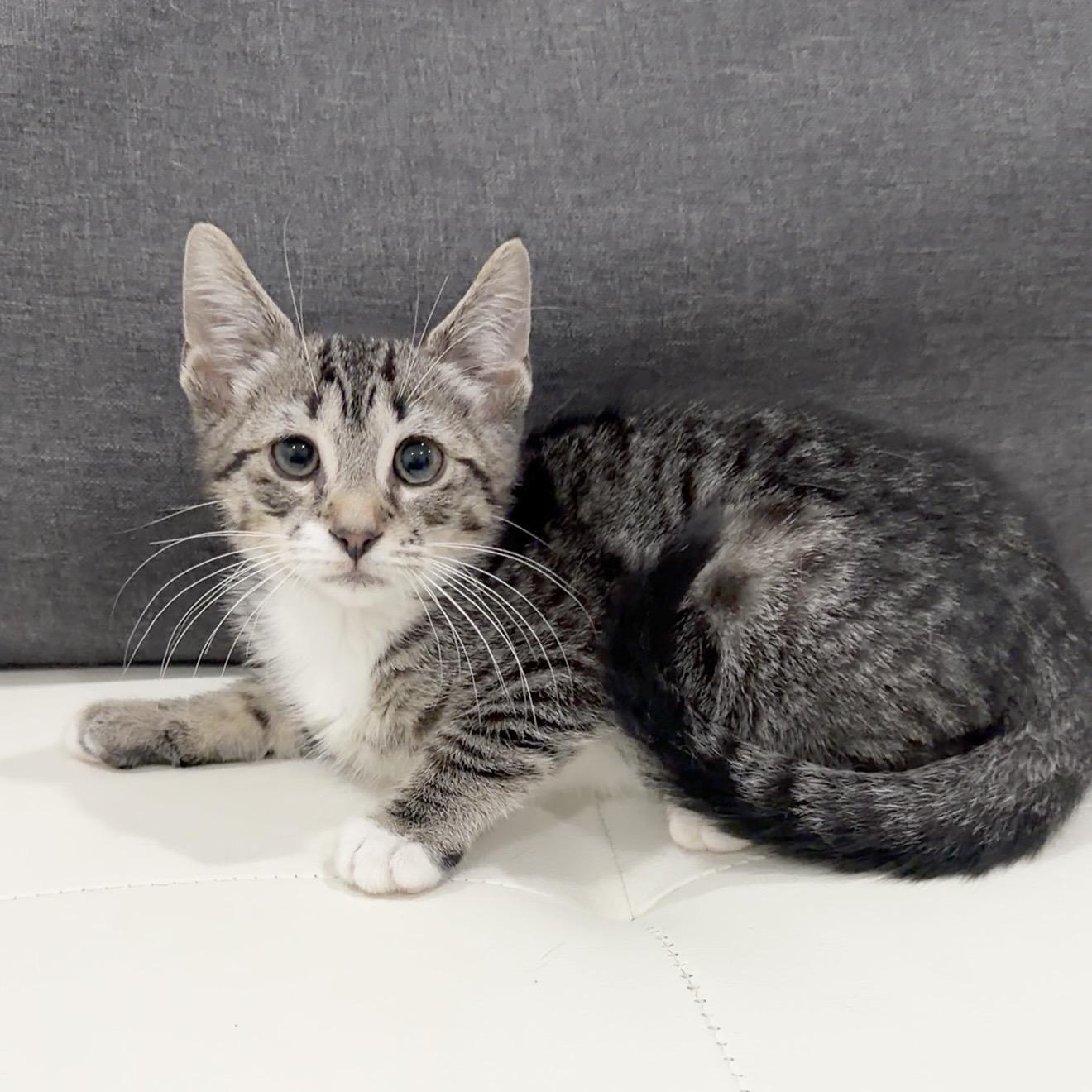 Enlarge Saprano, an adopted Domestic Short Hair in Springfield, MA image 2/5