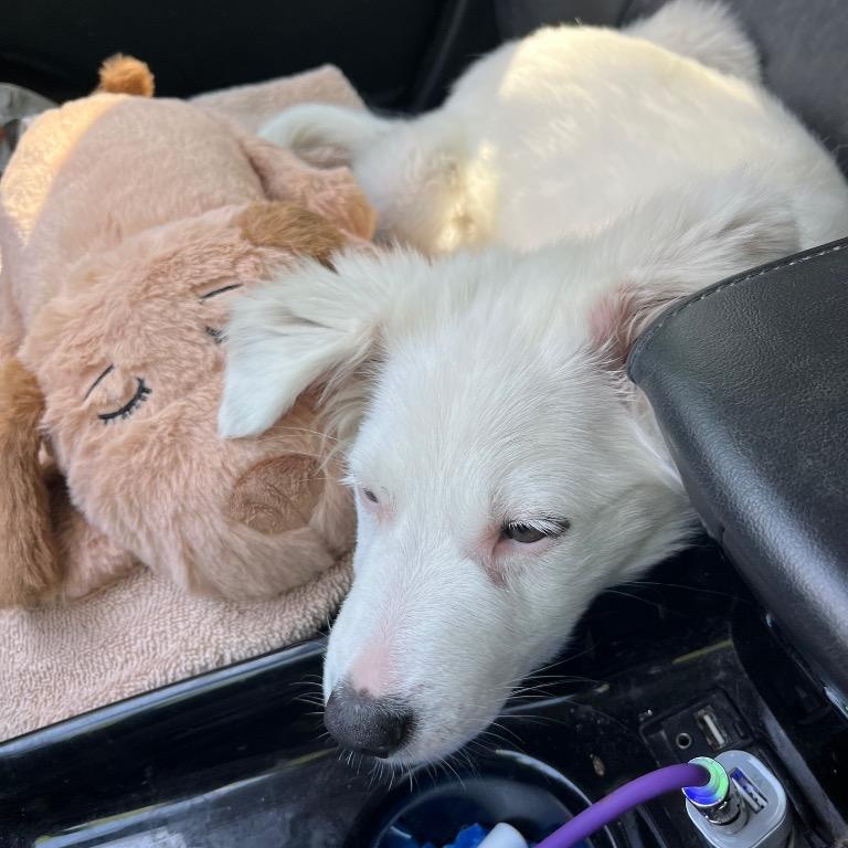 Frost, a ADOPTABLE mixed breed in Austin, TX image 6/6