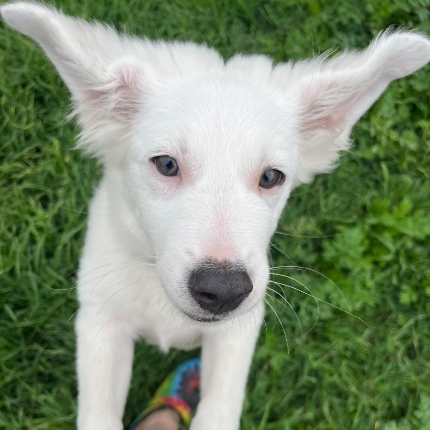 Frost, ADOPTABLE, Puppy Female Border Collie.