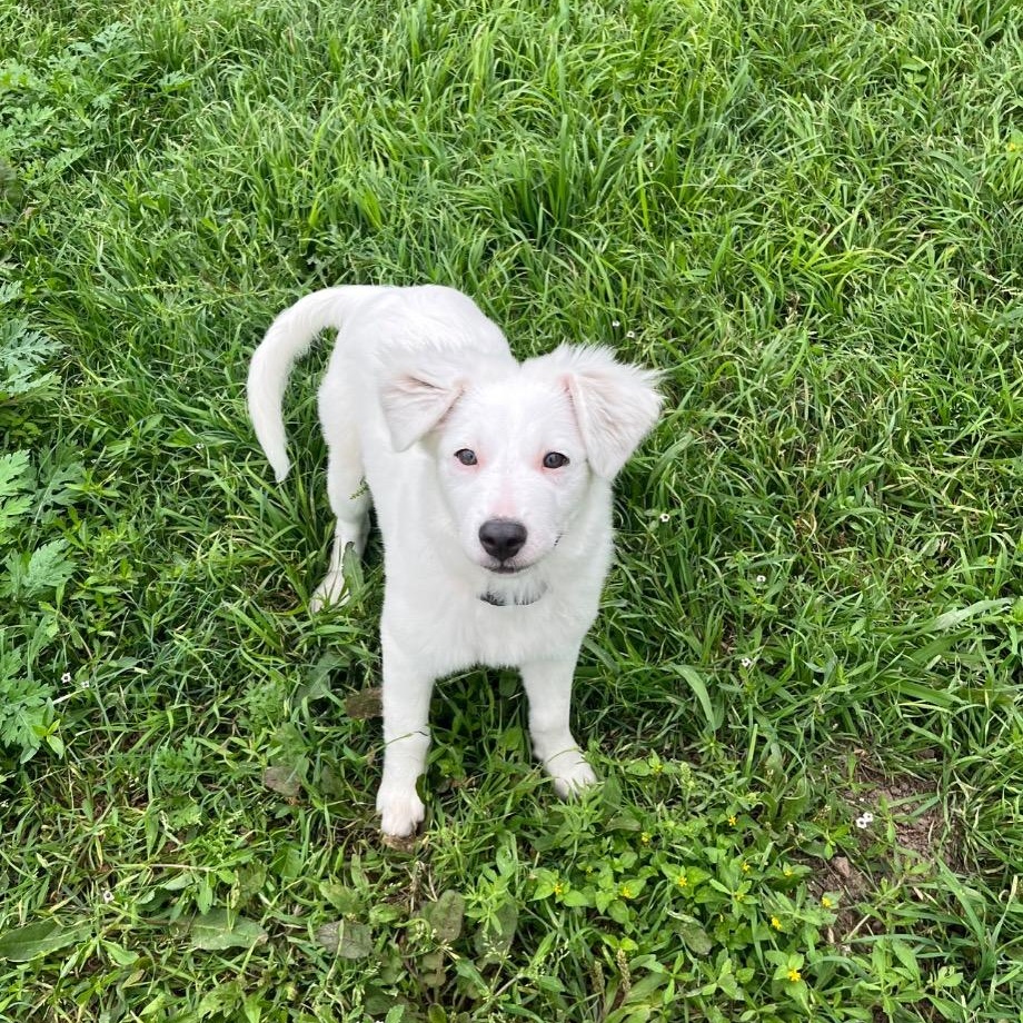 Frost, a ADOPTABLE mixed breed in Austin, TX image 5/6