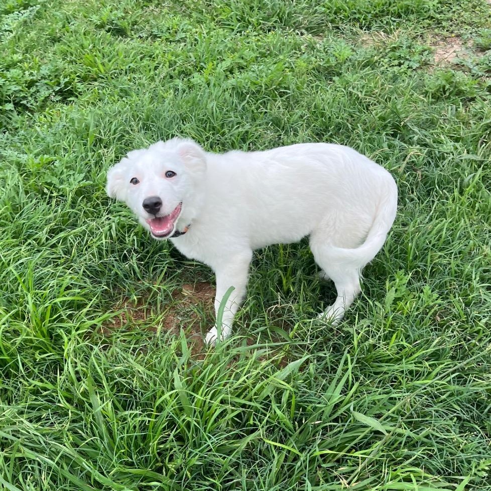 Frost, a ADOPTABLE mixed breed in Austin, TX image 2/6