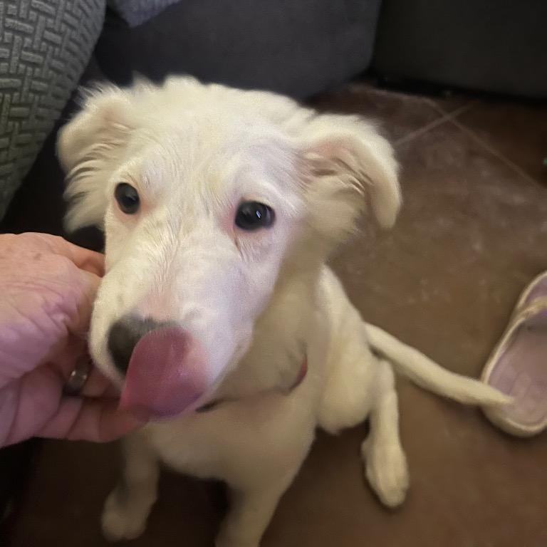 Frost, a ADOPTABLE mixed breed in Austin, TX image 4/6