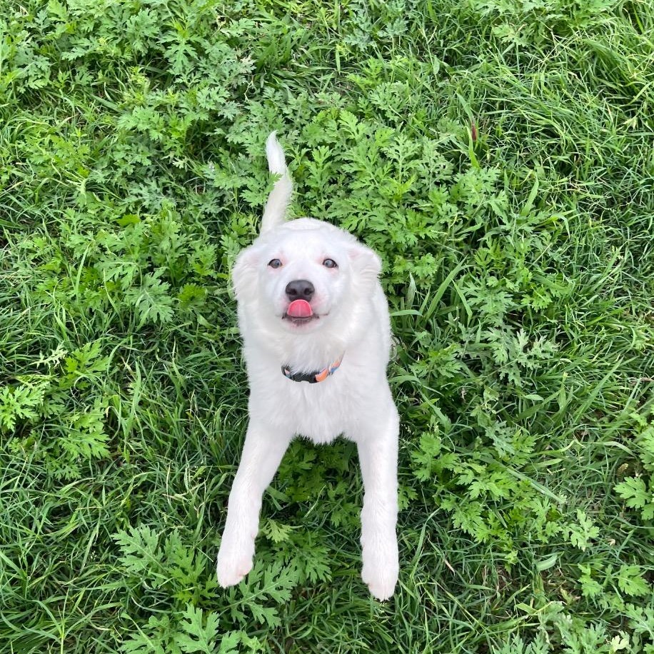 Frost, a ADOPTABLE mixed breed in Austin, TX image 3/6