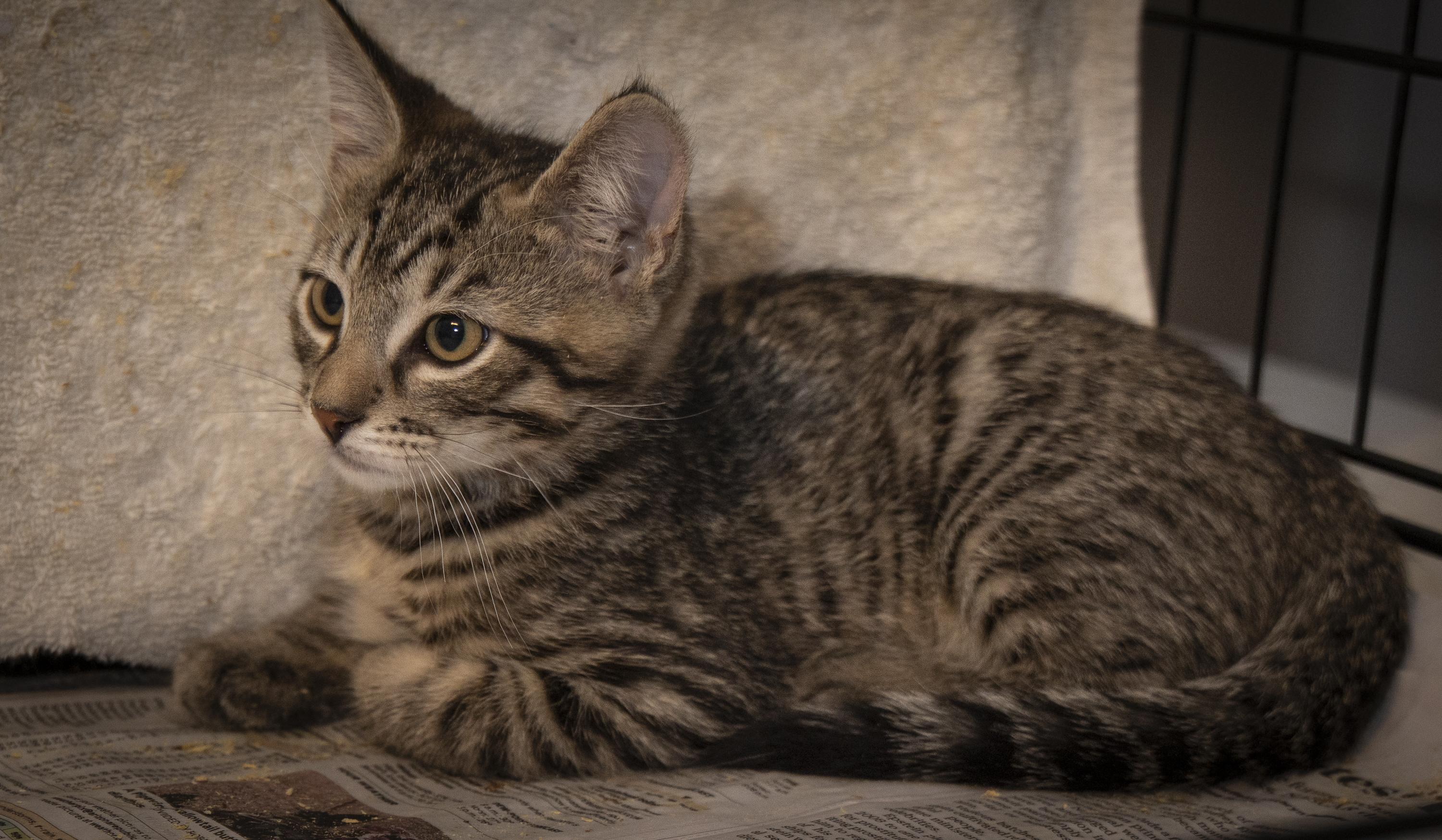 Enlarge Franklin, an adoptable Domestic Short Hair in SCOTTSDALE, AZ image 3/3