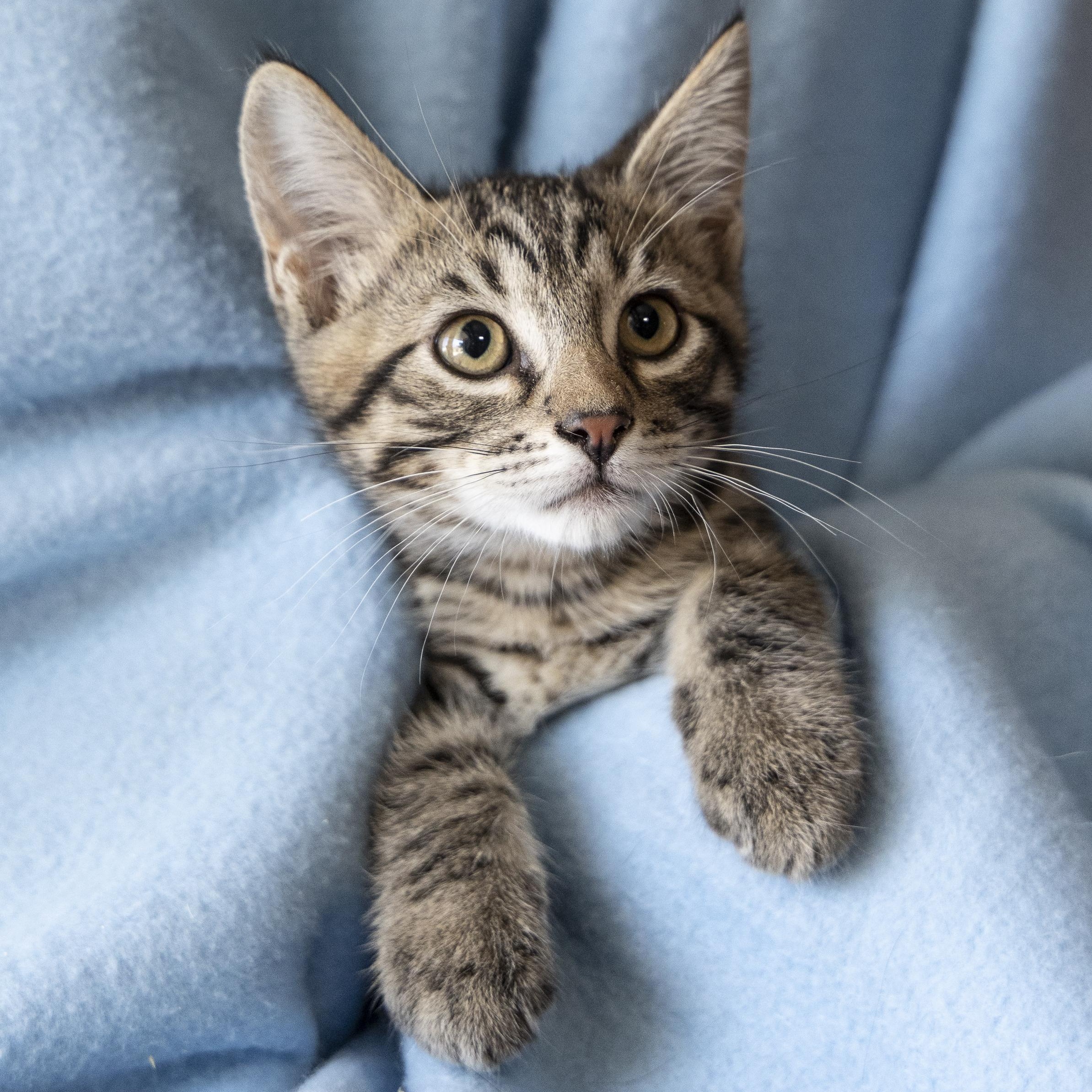 Enlarge Franklin, an adoptable Domestic Short Hair in SCOTTSDALE, AZ image 2/3