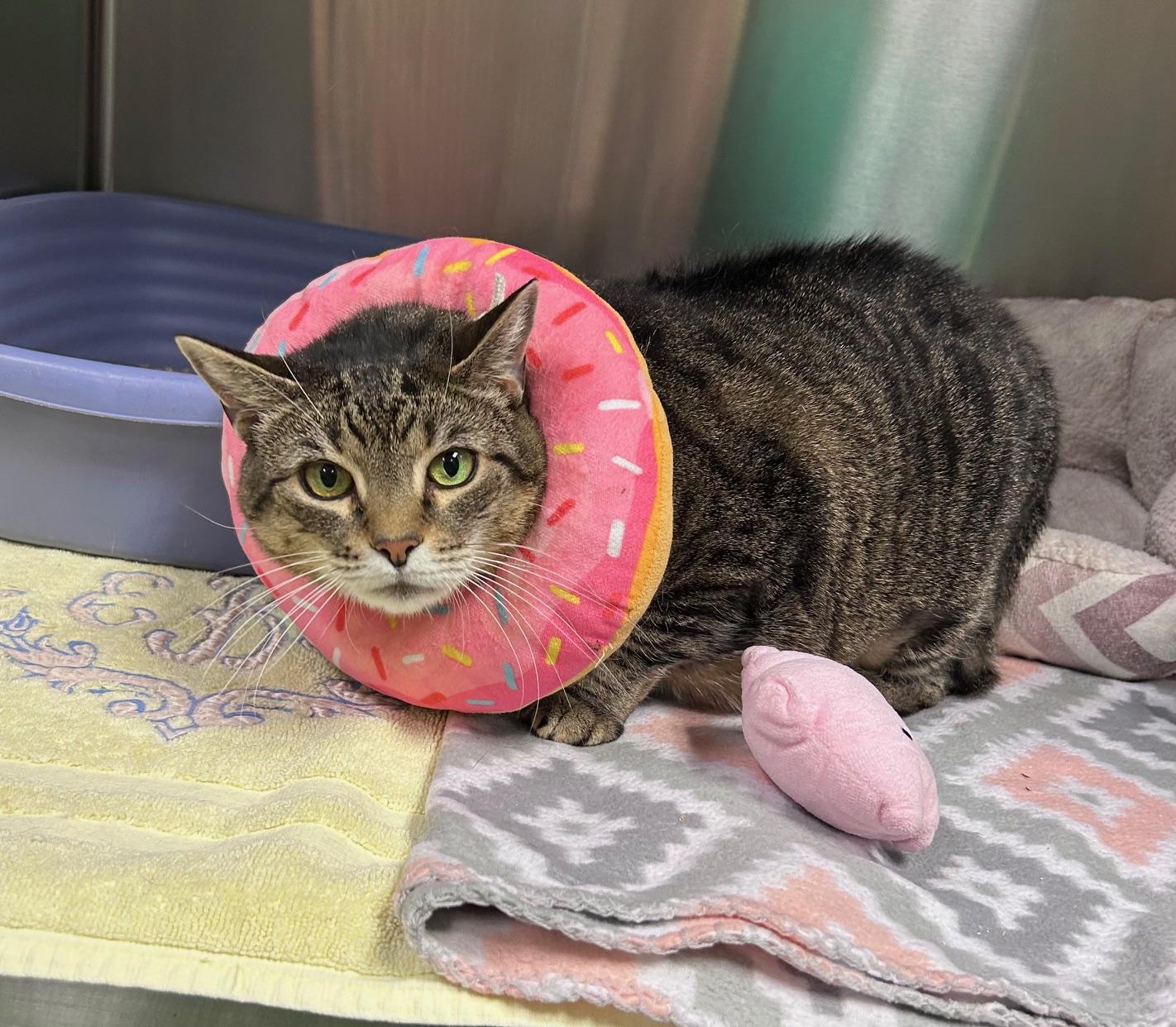 Tetiana, a Adoptable Domestic Short Hair in Seneca, PA image 2/3