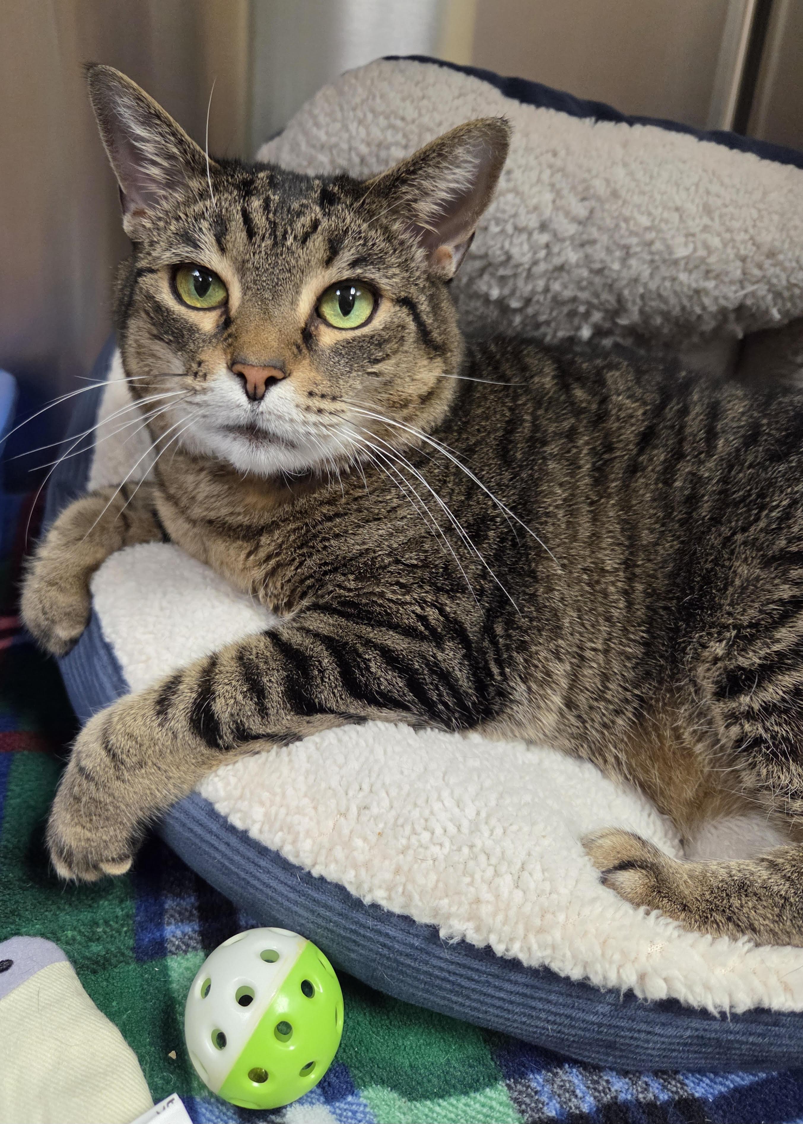Tetiana, a Adoptable Domestic Short Hair in Seneca, PA image 1/3